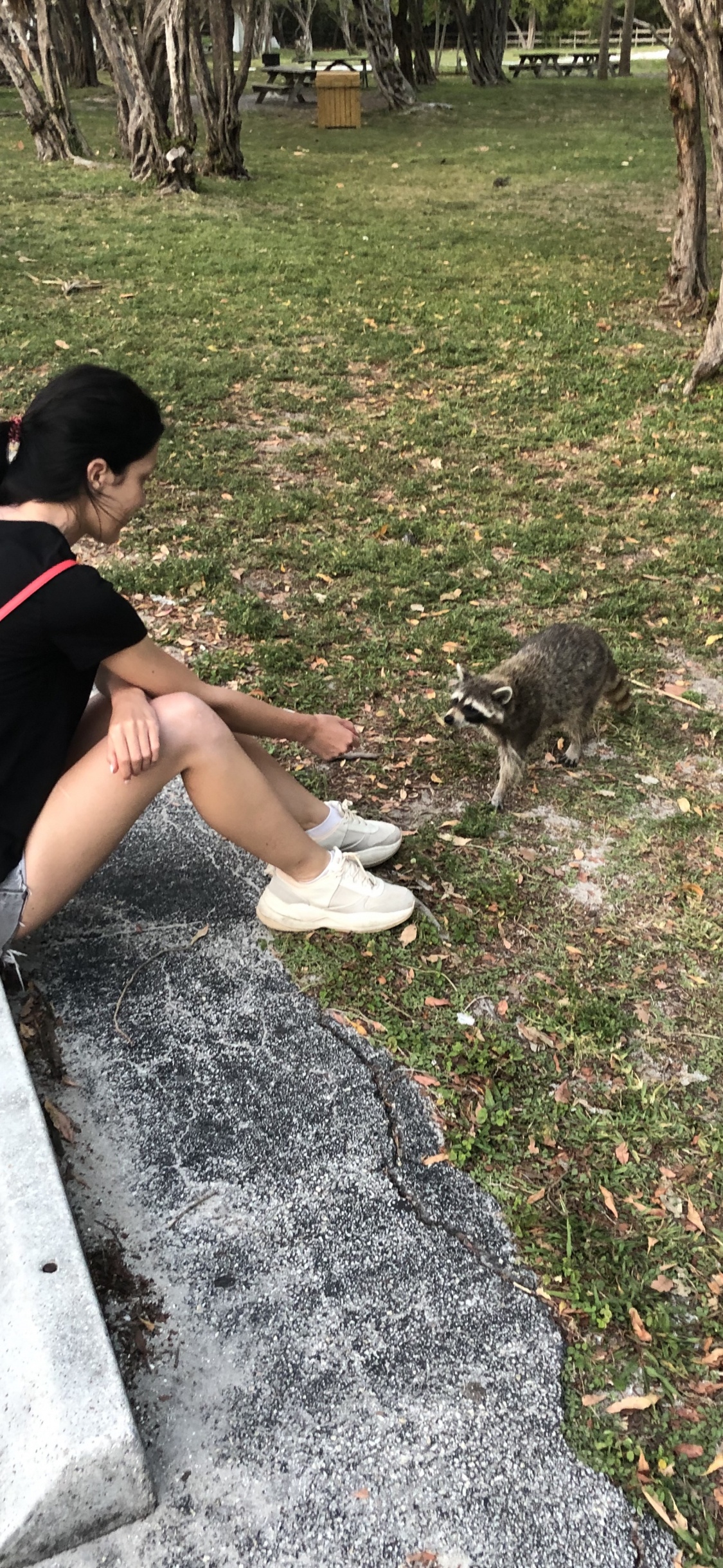 Baum, Hund, Biologie, Wissenschaft, Woody Pflanze. Wallpaper in 1125x2436 Resolution