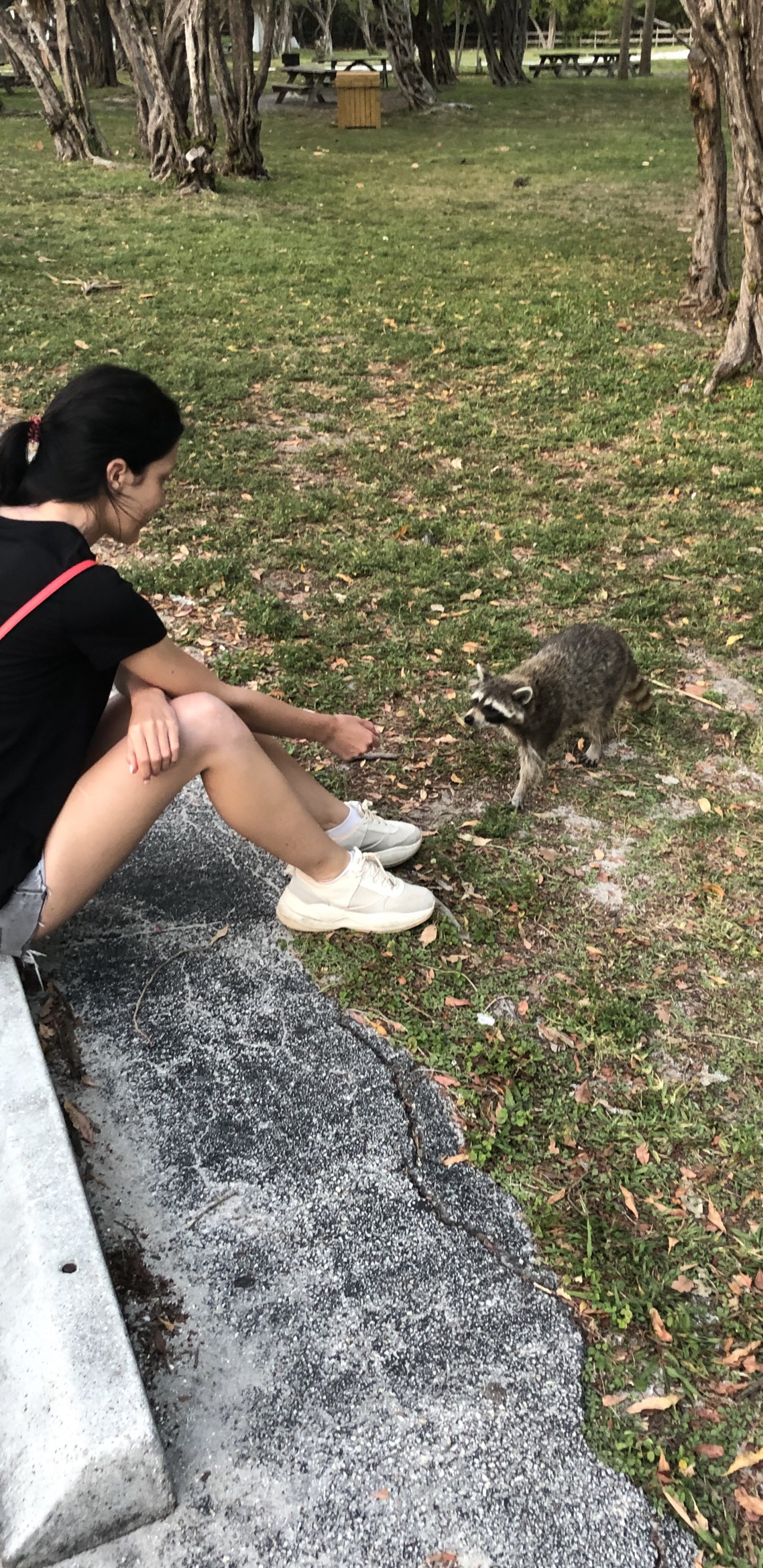 生物学, 科学, 木本植物, 狐狸鼠, 地被 壁纸 1440x2960 允许