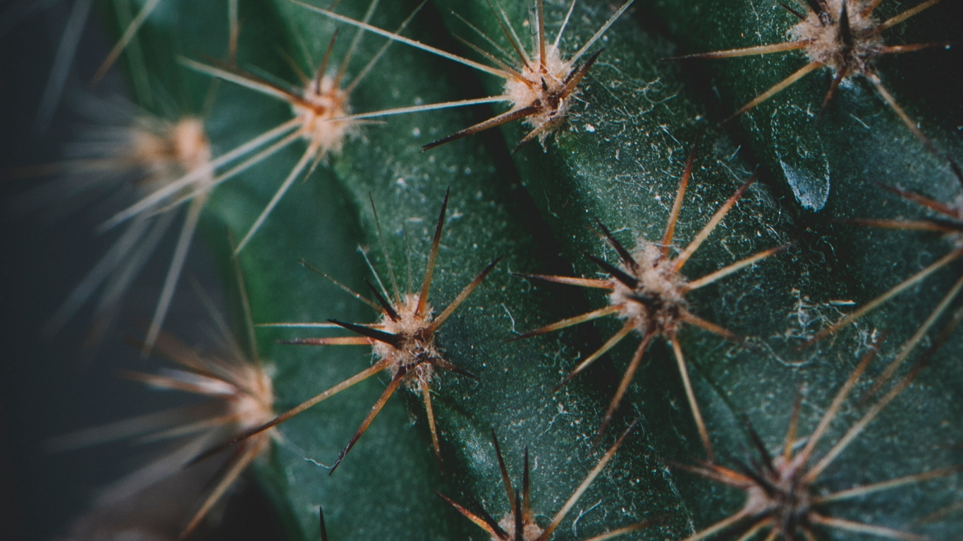 Cactus, Plante Succulente, Plante, Plante Terrestre, Nature. Wallpaper in 1366x768 Resolution