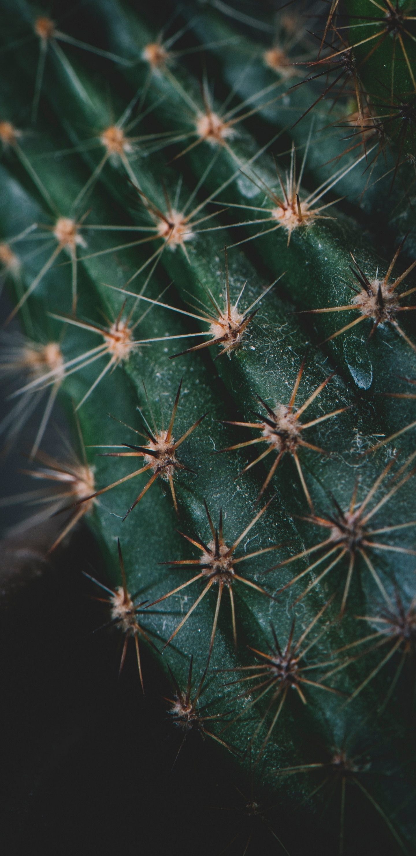 Cactus, Plante Succulente, Plante, Plante Terrestre, Nature. Wallpaper in 1440x2960 Resolution