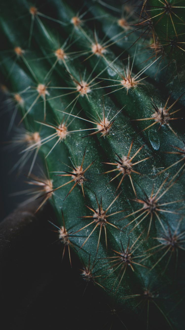 Cactus, Planta Suculenta, Planta, Planta Terrestre, Naturaleza. Wallpaper in 750x1334 Resolution