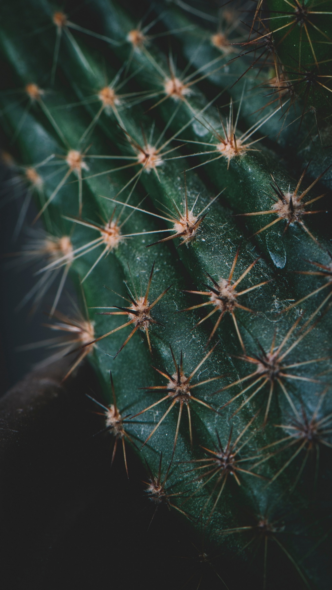 Cactus, Succulent Plant, Plants, Terrestrial Plant, Nature. Wallpaper in 1080x1920 Resolution