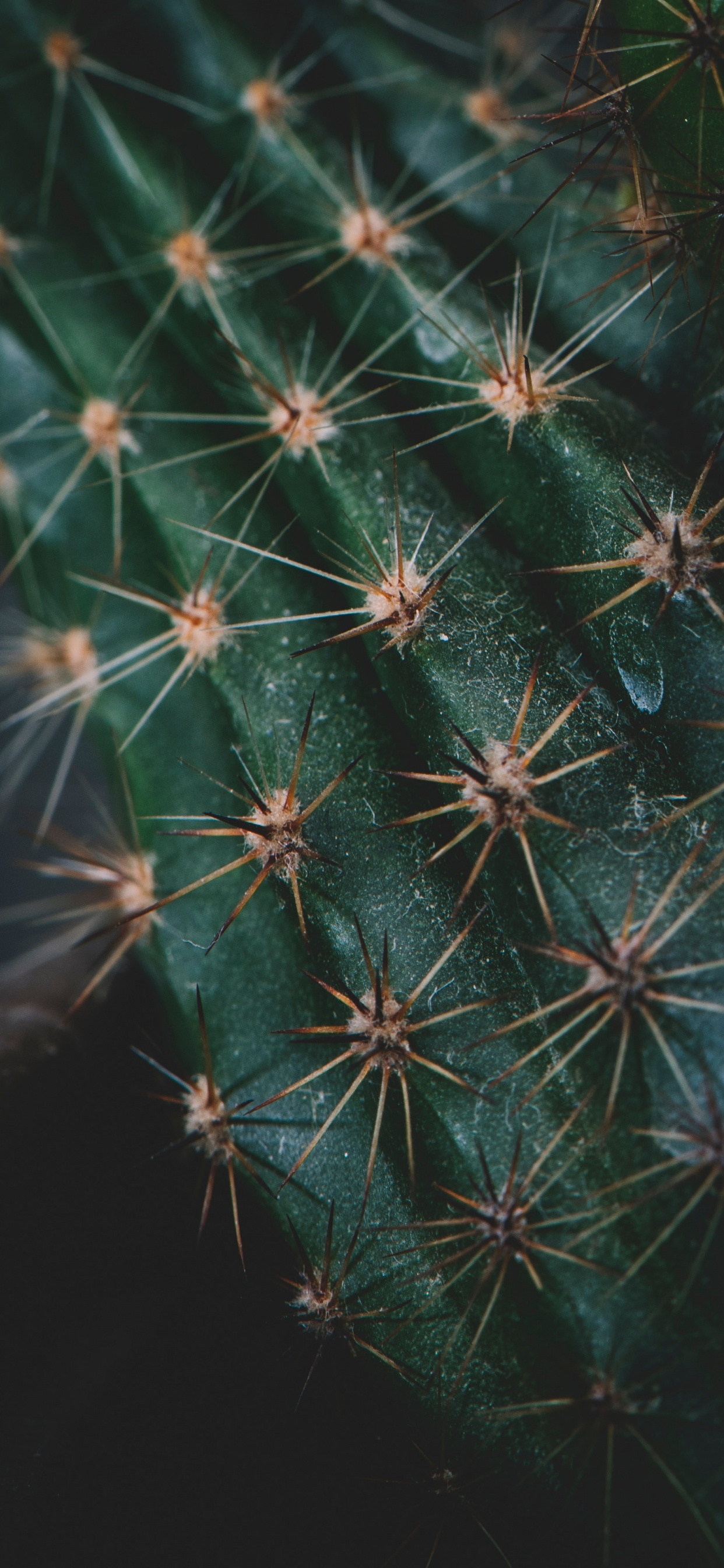 Cactus, Succulent Plant, Plants, Terrestrial Plant, Nature. Wallpaper in 1242x2688 Resolution