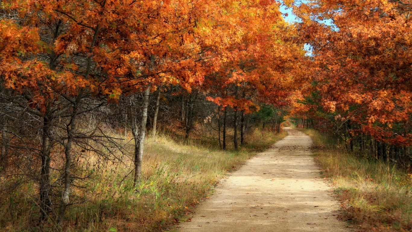 Gray Concrete Road Between Orange and Green Trees During Daytime. Wallpaper in 1366x768 Resolution