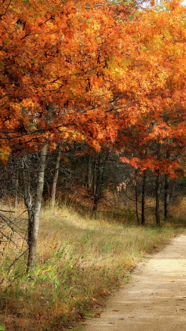 Gray Concrete Road Between Orange and Green Trees During Daytime. Wallpaper in 720x1280 Resolution