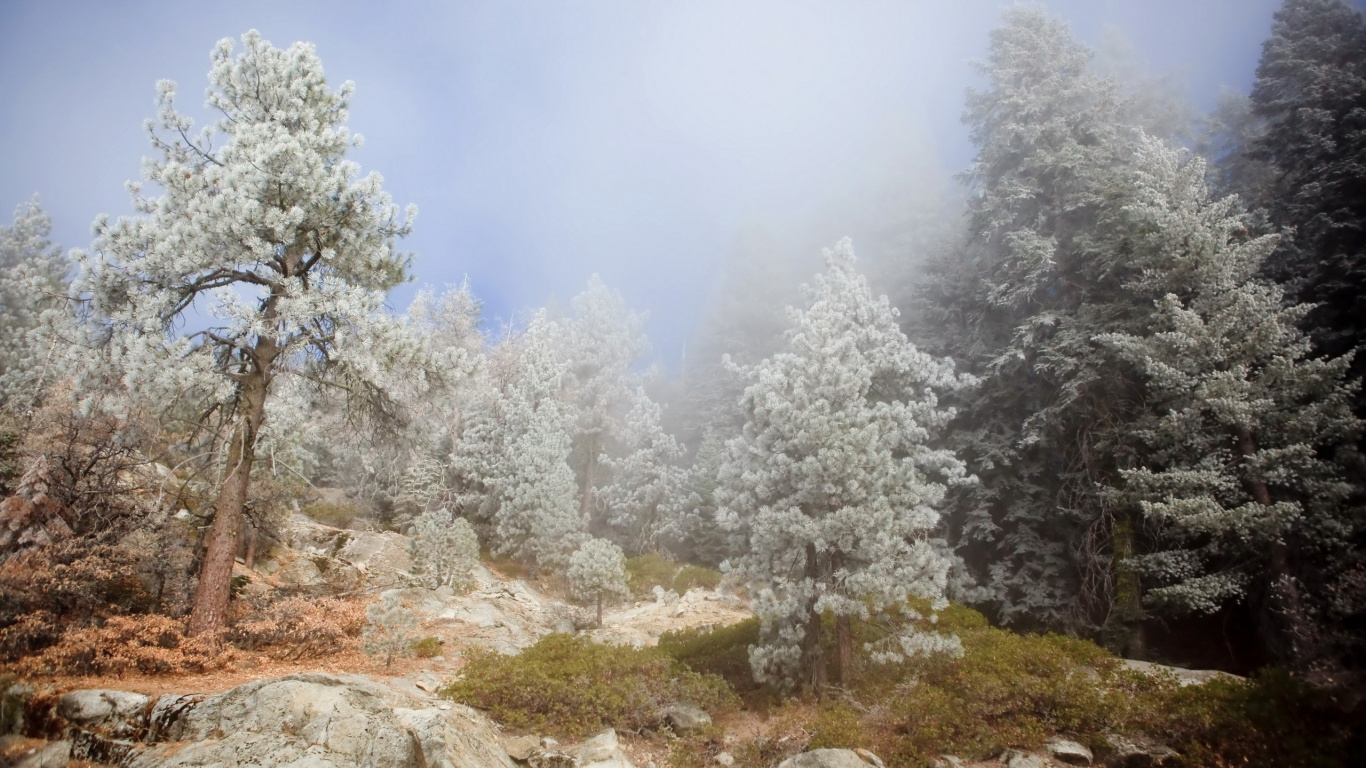 Weiße Bäume Tagsüber Mit Schnee Bedeckt. Wallpaper in 1366x768 Resolution