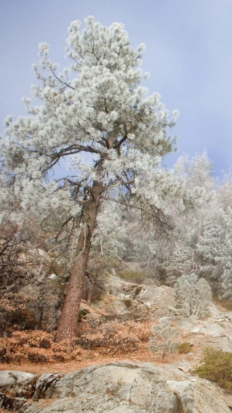 White Trees Covered With Snow During Daytime. Wallpaper in 750x1334 Resolution