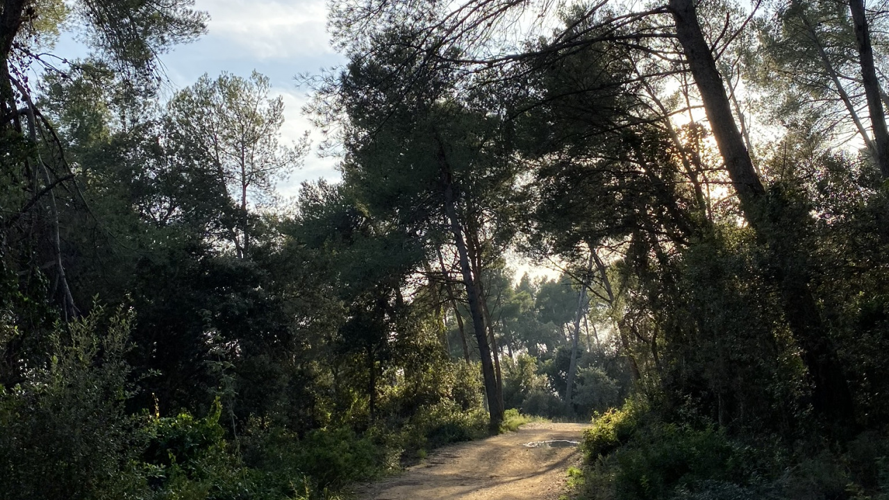 Camino, Naturaleza, Entorno Natural, Sucursal, Paisaje Natural. Wallpaper in 1280x720 Resolution