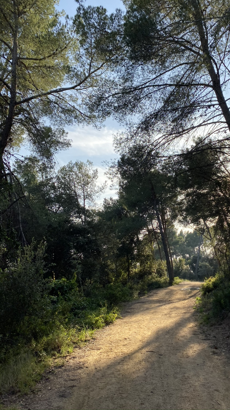 Path, Nature, Natural Environment, Branch, Natural Landscape. Wallpaper in 750x1334 Resolution