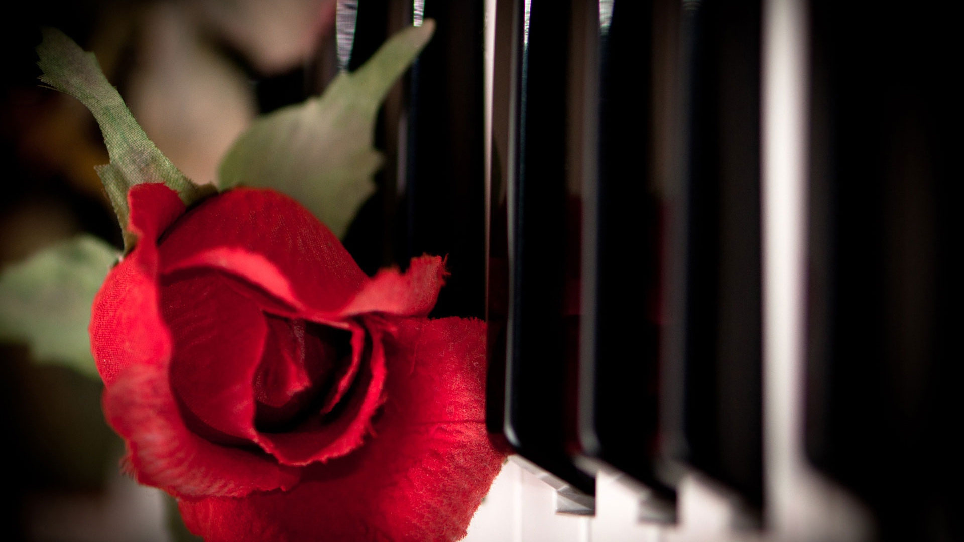 Red Rose in Front of White Window Blinds. Wallpaper in 1920x1080 Resolution