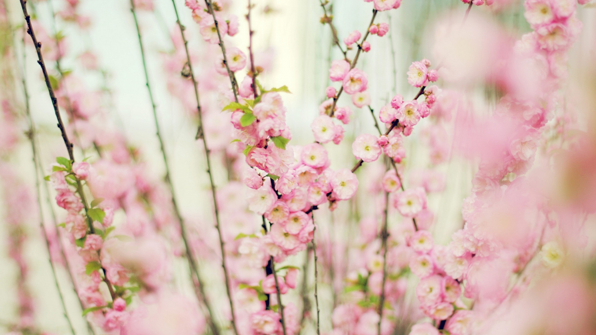 Pink Flowers in Tilt Shift Lens. Wallpaper in 1920x1080 Resolution