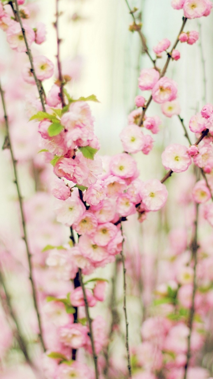 Pink Flowers in Tilt Shift Lens. Wallpaper in 720x1280 Resolution