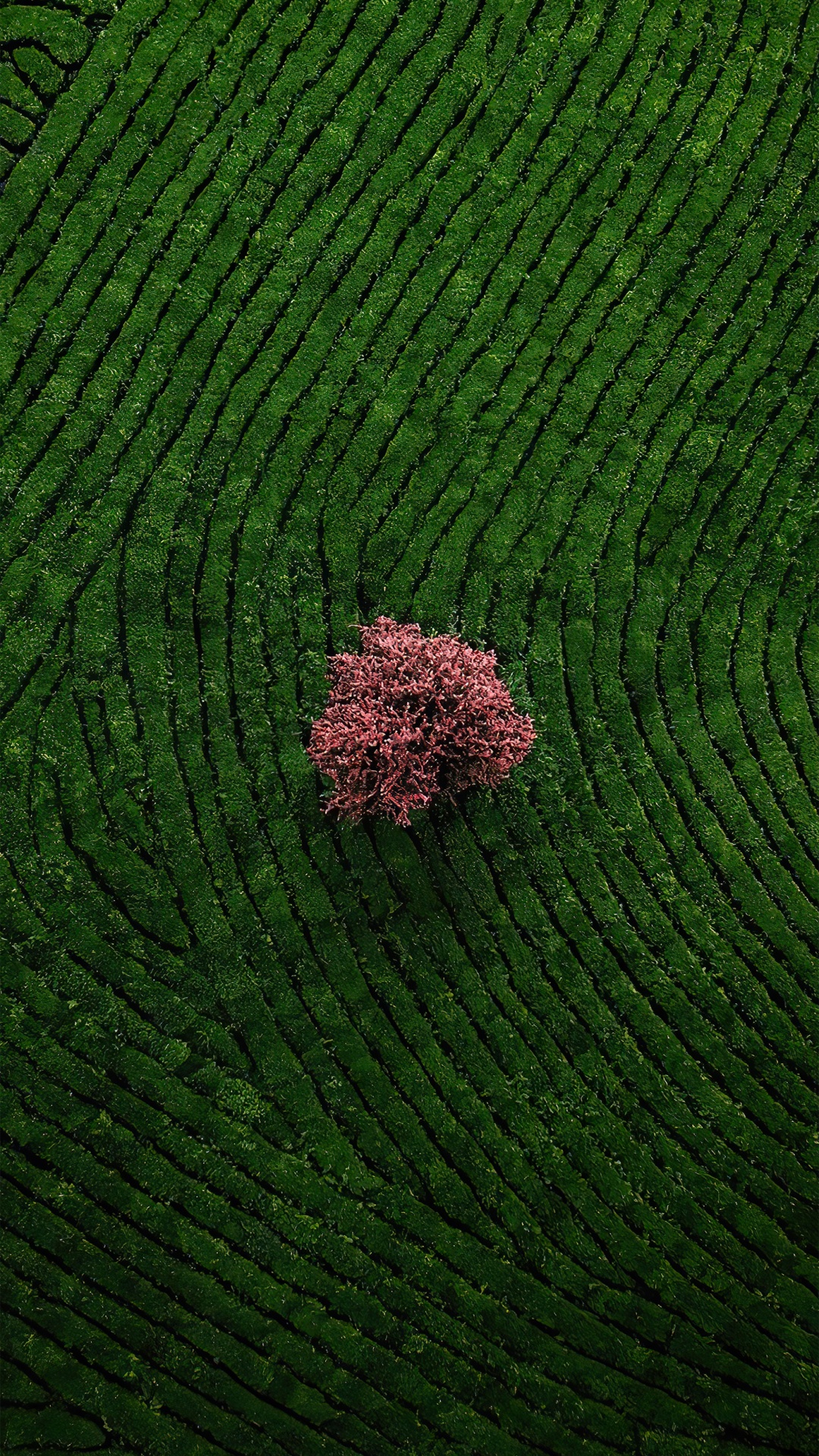 草, 地被, 农业, 陆地上的植物, 的土壤 壁纸 1080x1920 允许