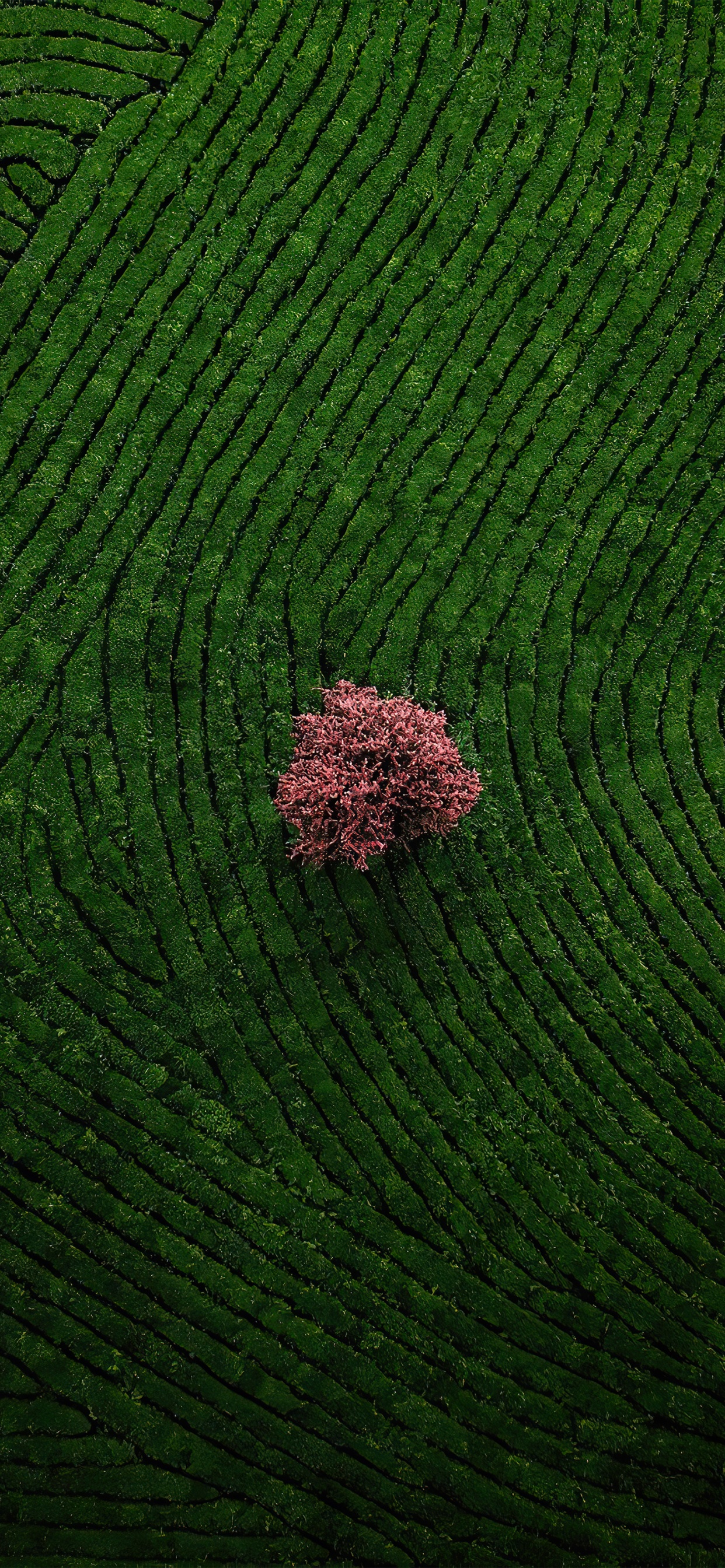 草, 地被, 农业, 陆地上的植物, 的土壤 壁纸 1242x2688 允许