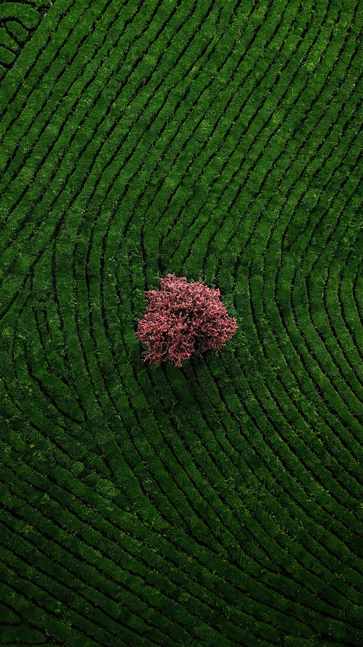草, 地被, 农业, 陆地上的植物, 的土壤 壁纸 750x1334 允许