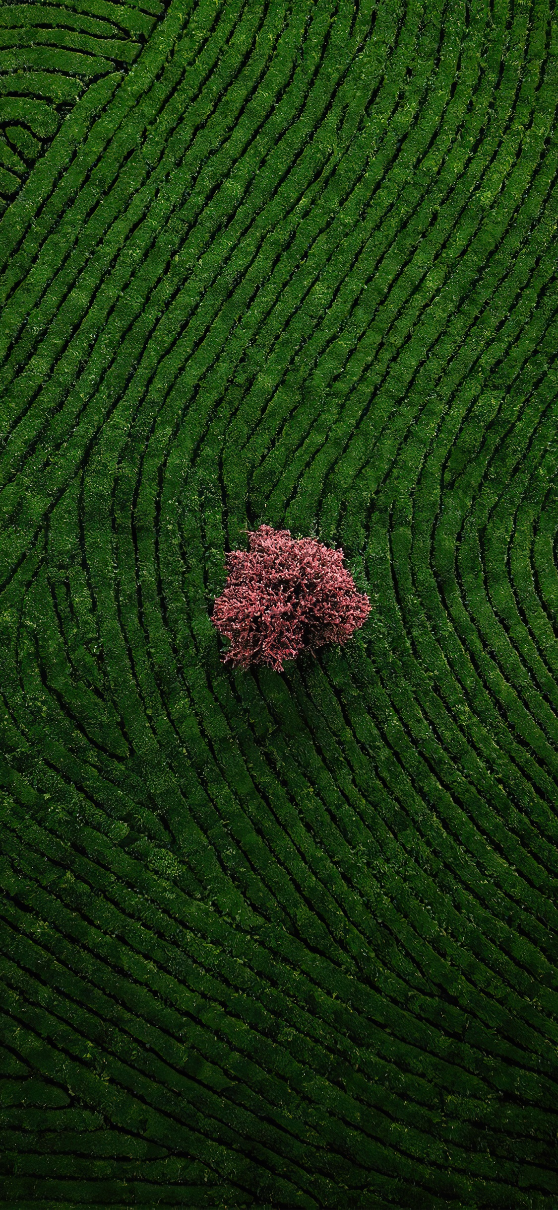 Couvre-sol, Agriculture, Plancher, Plante Terrestre, Champ. Wallpaper in 1125x2436 Resolution