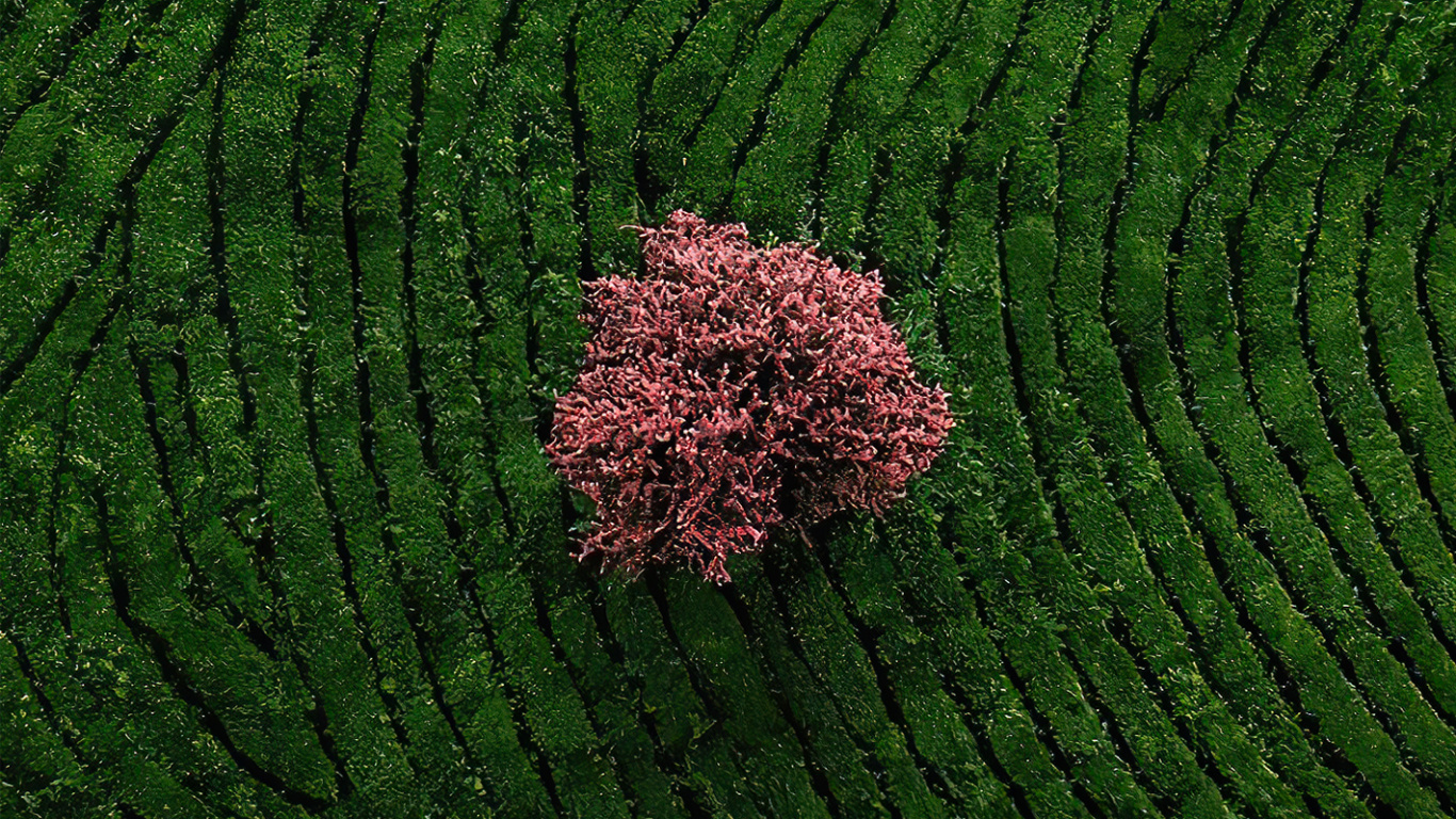 Couvre-sol, Agriculture, Plancher, Plante Terrestre, Champ. Wallpaper in 1366x768 Resolution