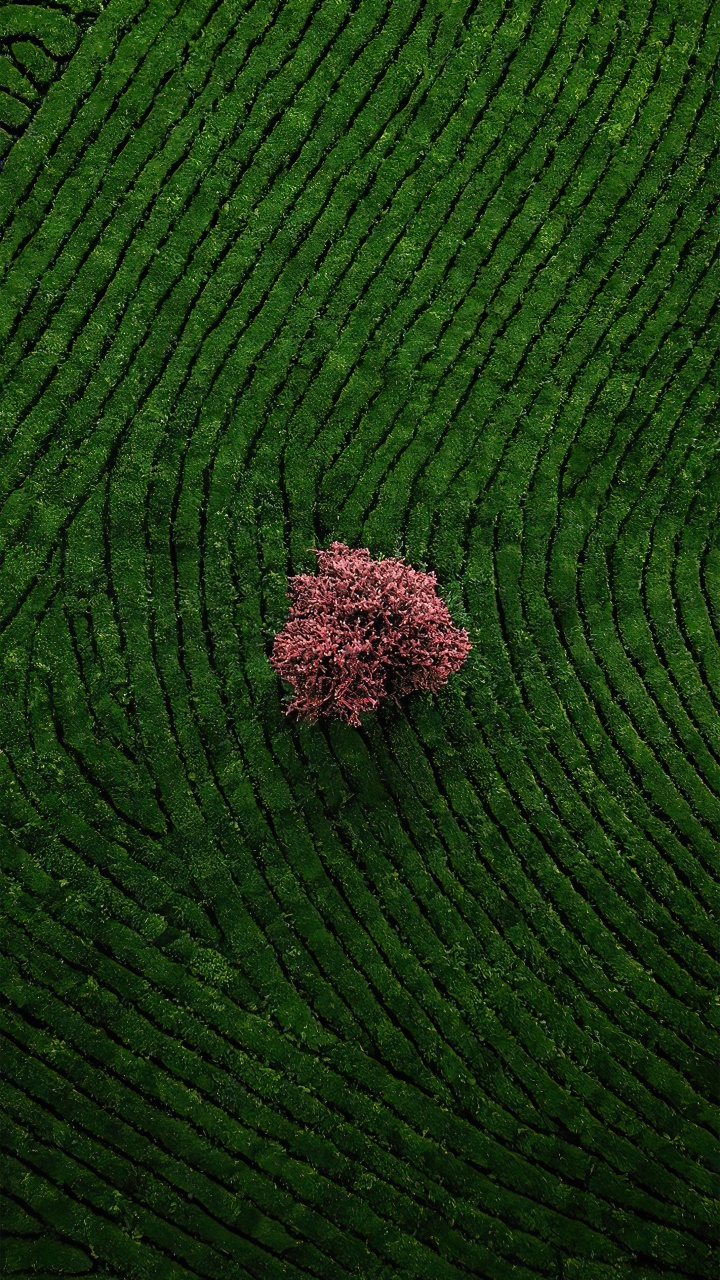 la Cubierta Vegetal, Agricultura, Patrón, Planta Terrestre, Suelo. Wallpaper in 720x1280 Resolution