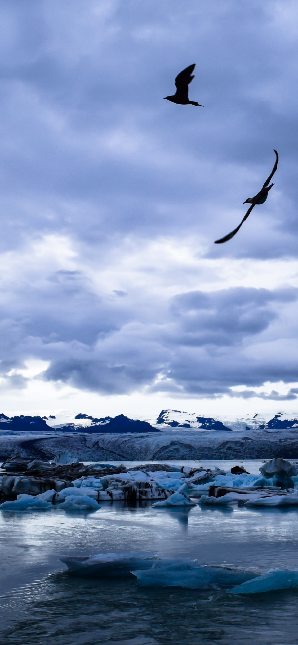 Blue, Eau, Mer, Oiseau, Glace. Wallpaper in 1125x2436 Resolution