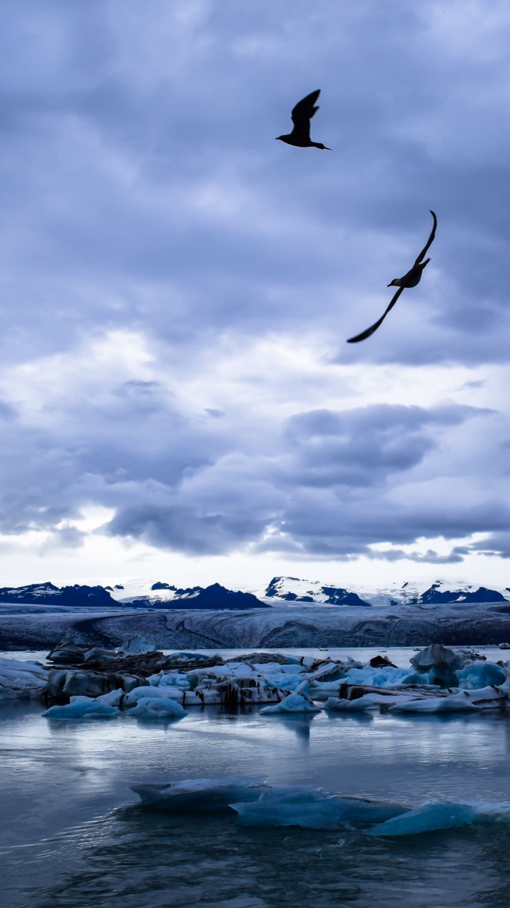 Blue, Eau, Mer, Oiseau, Glace. Wallpaper in 720x1280 Resolution