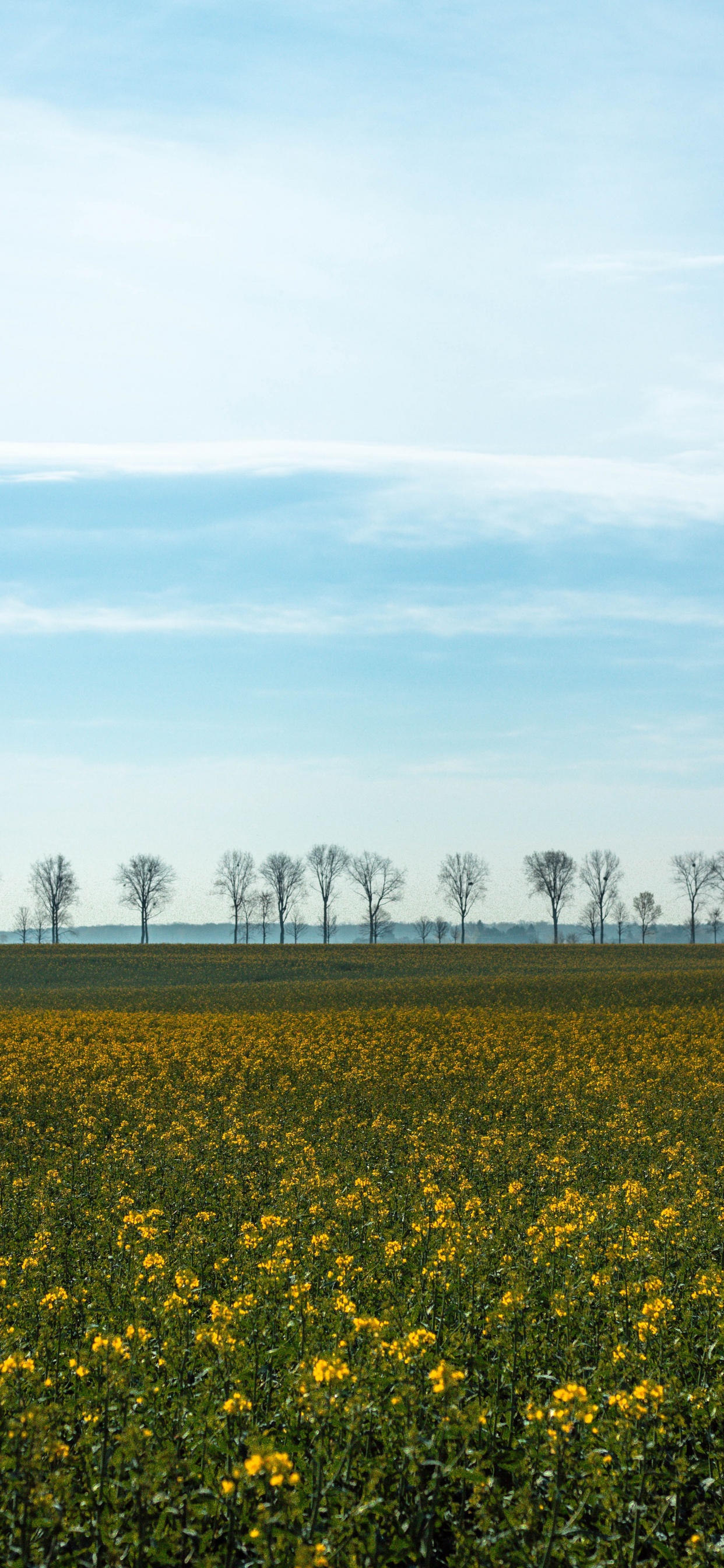 Champ, Jaune, Paysage Naturel, Printemps, Environnement Naturel. Wallpaper in 1242x2688 Resolution