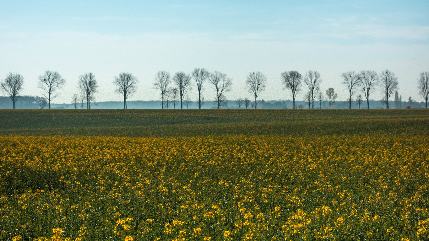Feld, Gelb, Naturlandschaft, Frühjahr, Natürlichen Umgebung. Wallpaper in 1366x768 Resolution