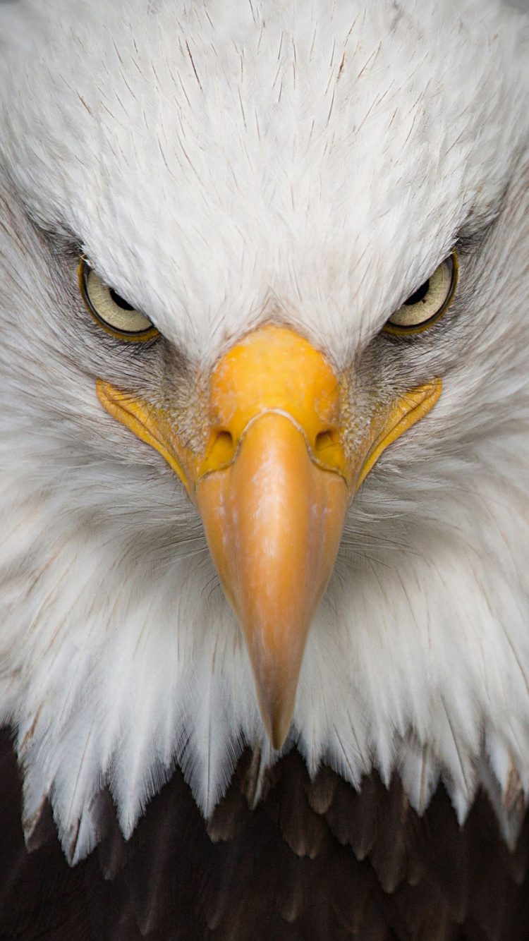 Águila Seria, Águila Calva, Golden Eagle, Pájaros, Águila. Wallpaper in 750x1334 Resolution