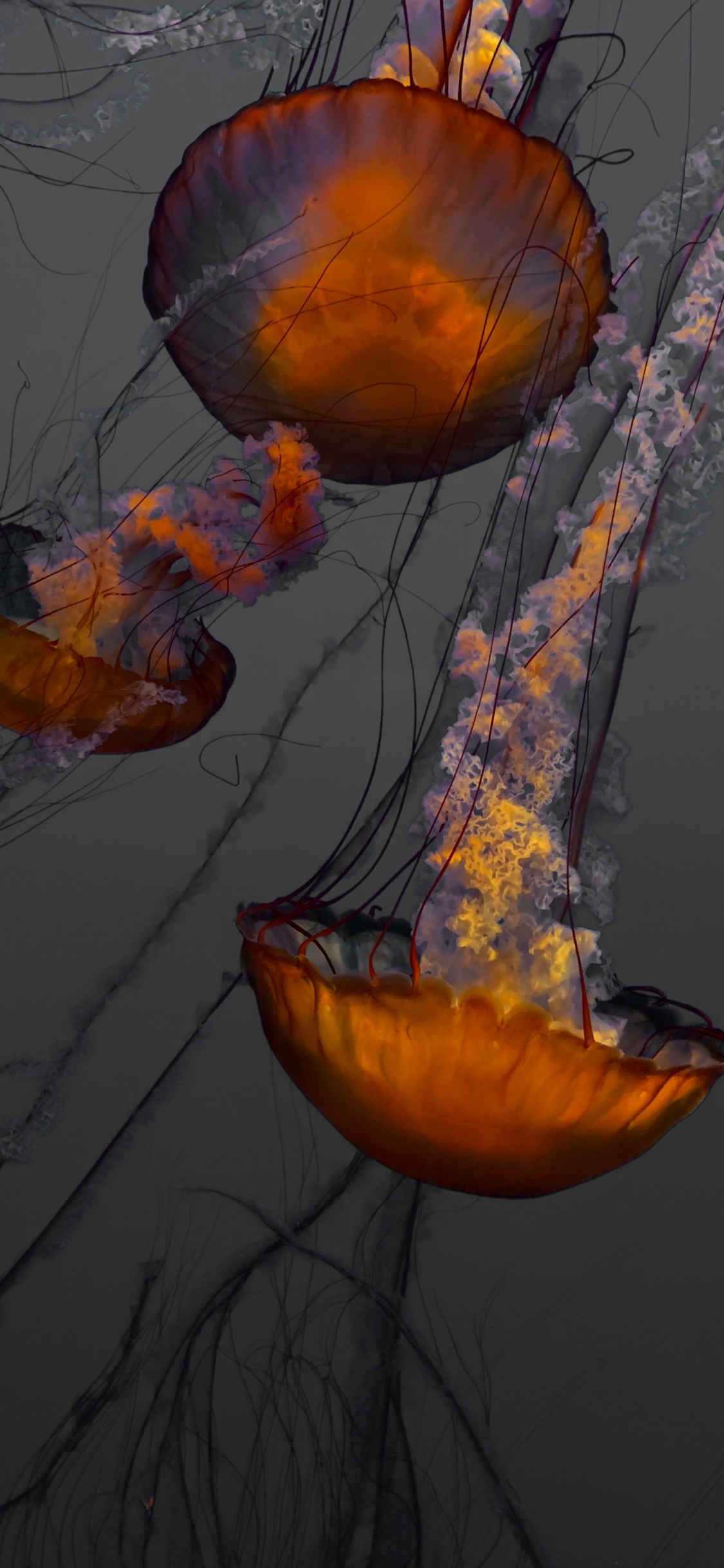 Blue and Orange Jellyfish Illustration. Wallpaper in 1125x2436 Resolution