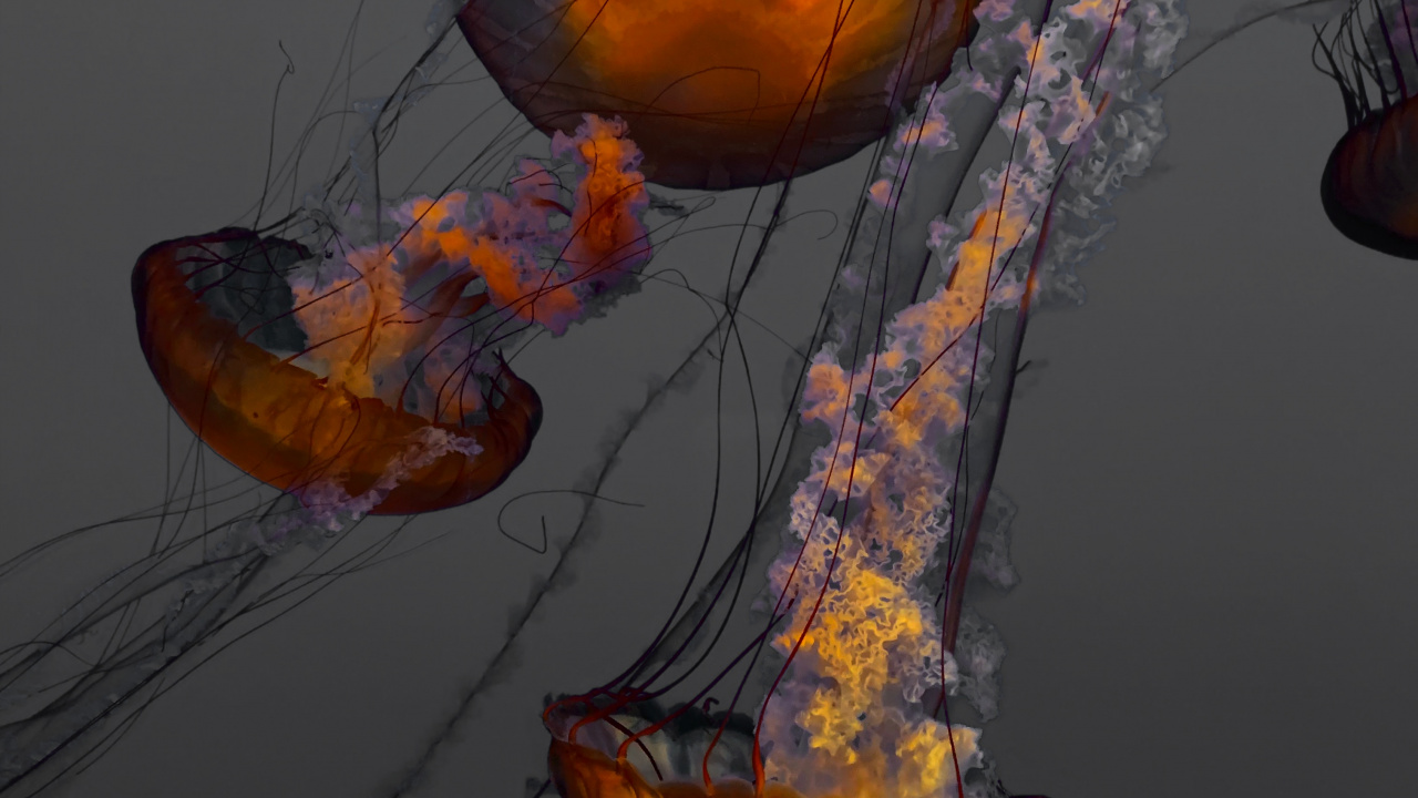 Blue and Orange Jellyfish Illustration. Wallpaper in 1280x720 Resolution