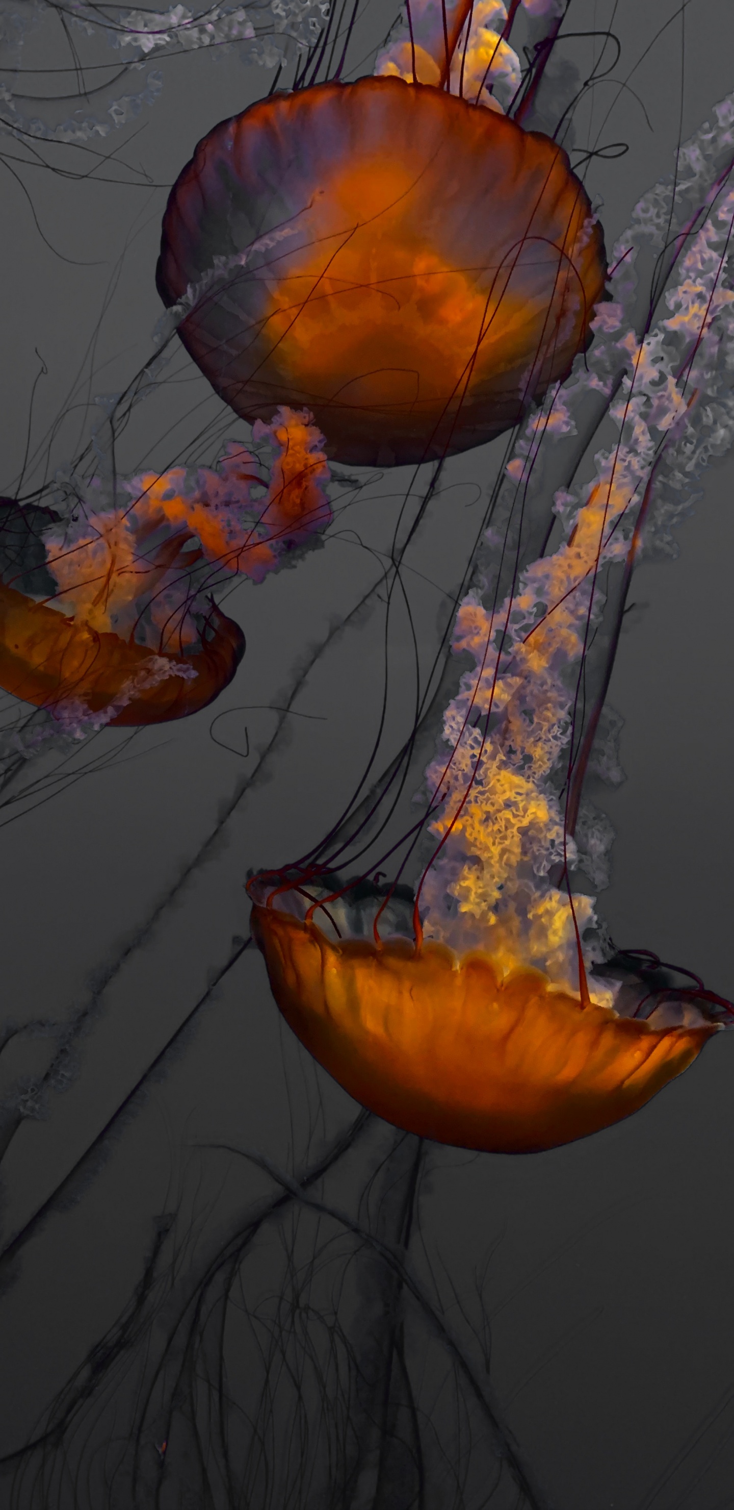 Blue and Orange Jellyfish Illustration. Wallpaper in 1440x2960 Resolution