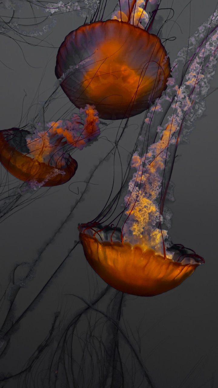 Blue and Orange Jellyfish Illustration. Wallpaper in 720x1280 Resolution