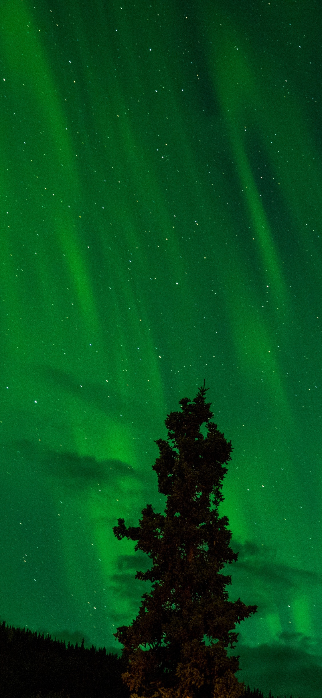 Aurora, Nacht, Gr, Natur, Licht. Wallpaper in 1125x2436 Resolution