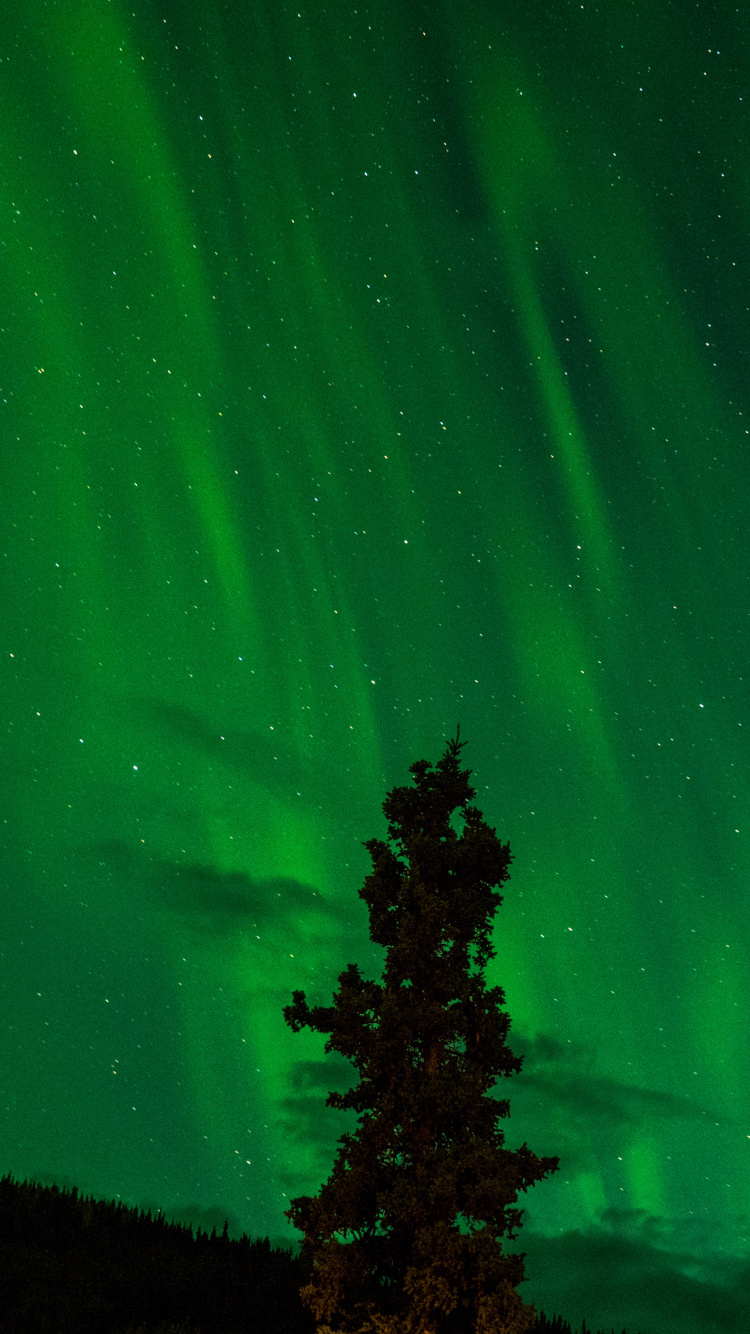 Aurora, Nacht, Gr, Natur, Licht. Wallpaper in 750x1334 Resolution
