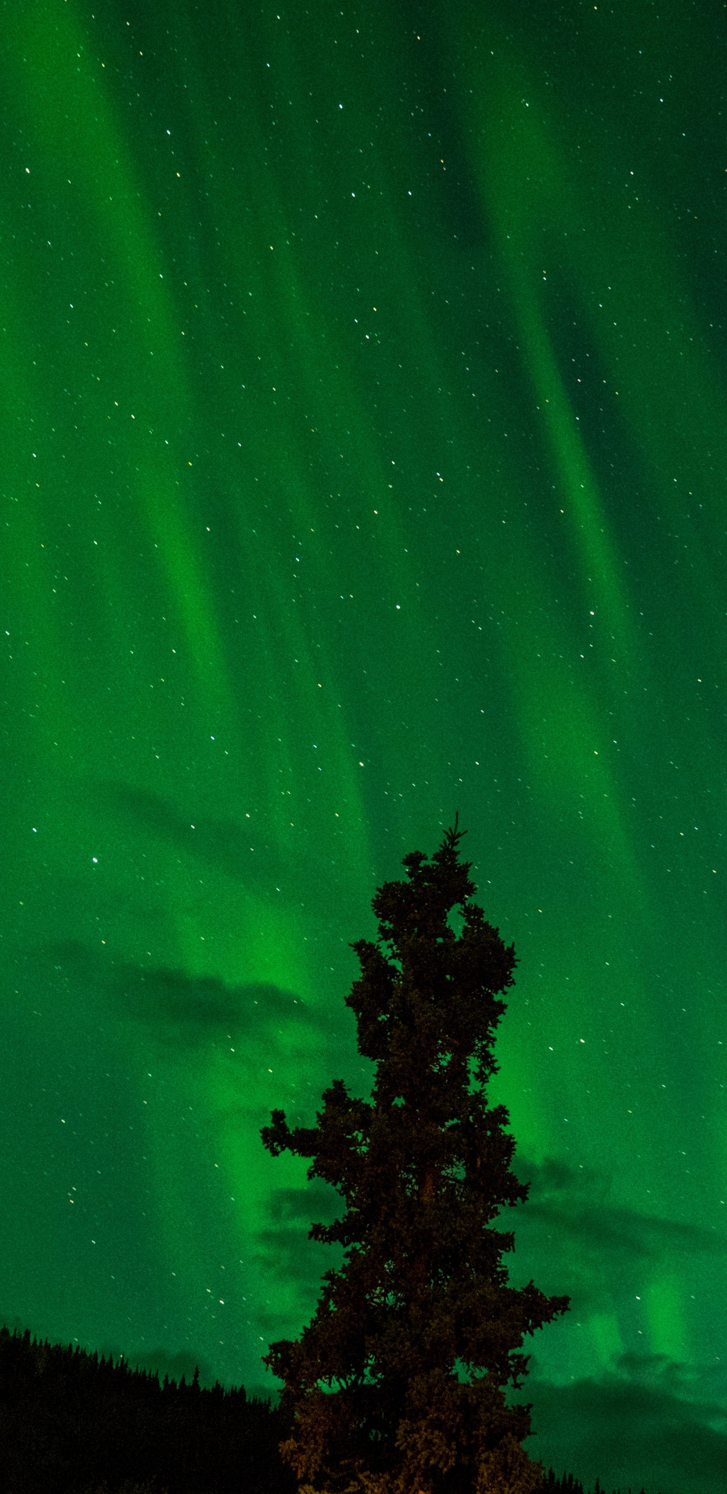 Aurora, Nuit, Green, Nature, Lumière. Wallpaper in 1440x2960 Resolution