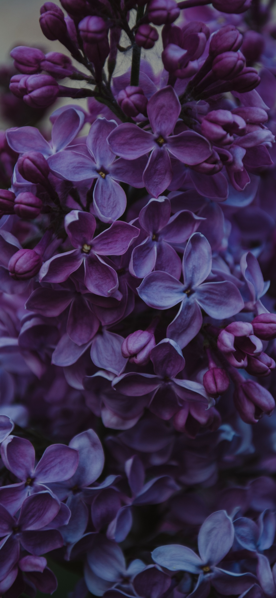 Fleurs Violettes Dans L'objectif à Basculement. Wallpaper in 1125x2436 Resolution