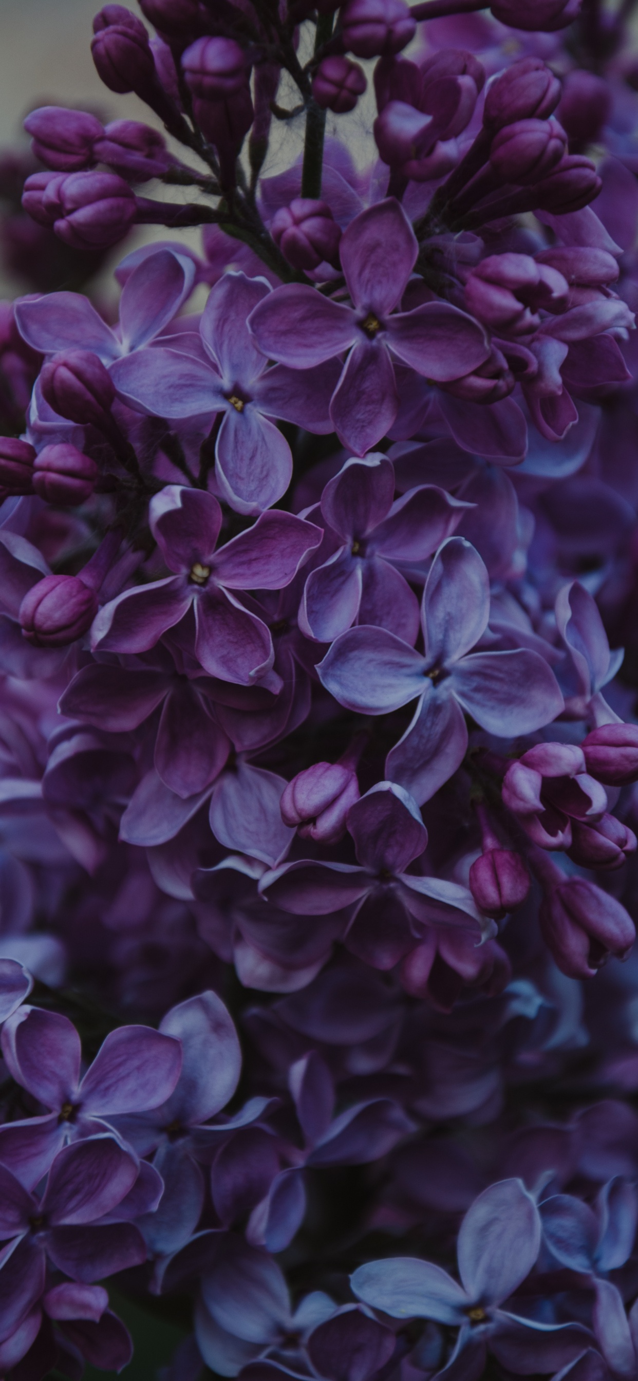 Fleurs Violettes Dans L'objectif à Basculement. Wallpaper in 1242x2688 Resolution