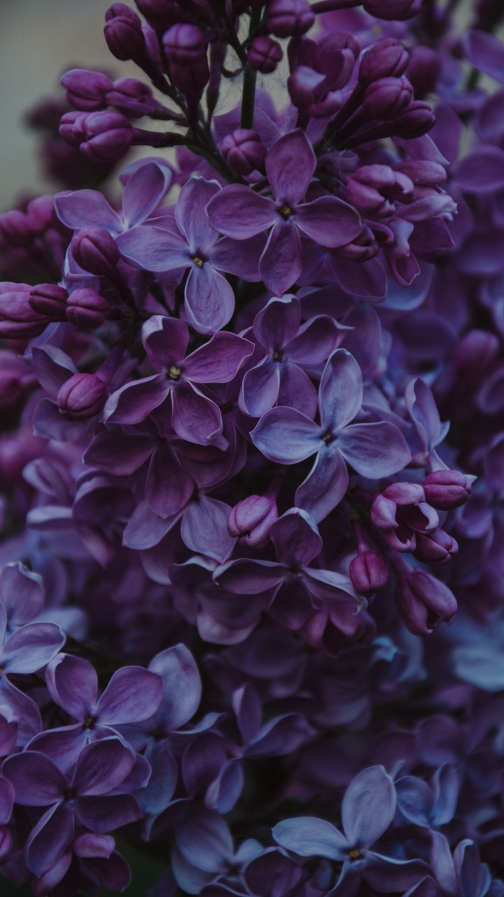 Fleurs Violettes Dans L'objectif à Basculement. Wallpaper in 720x1280 Resolution