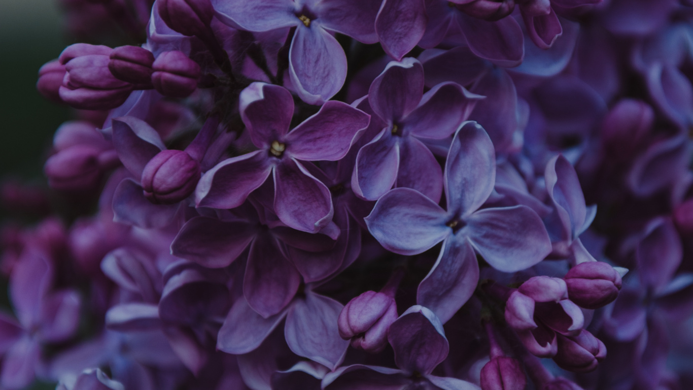 Purple Flowers in Tilt Shift Lens. Wallpaper in 1366x768 Resolution