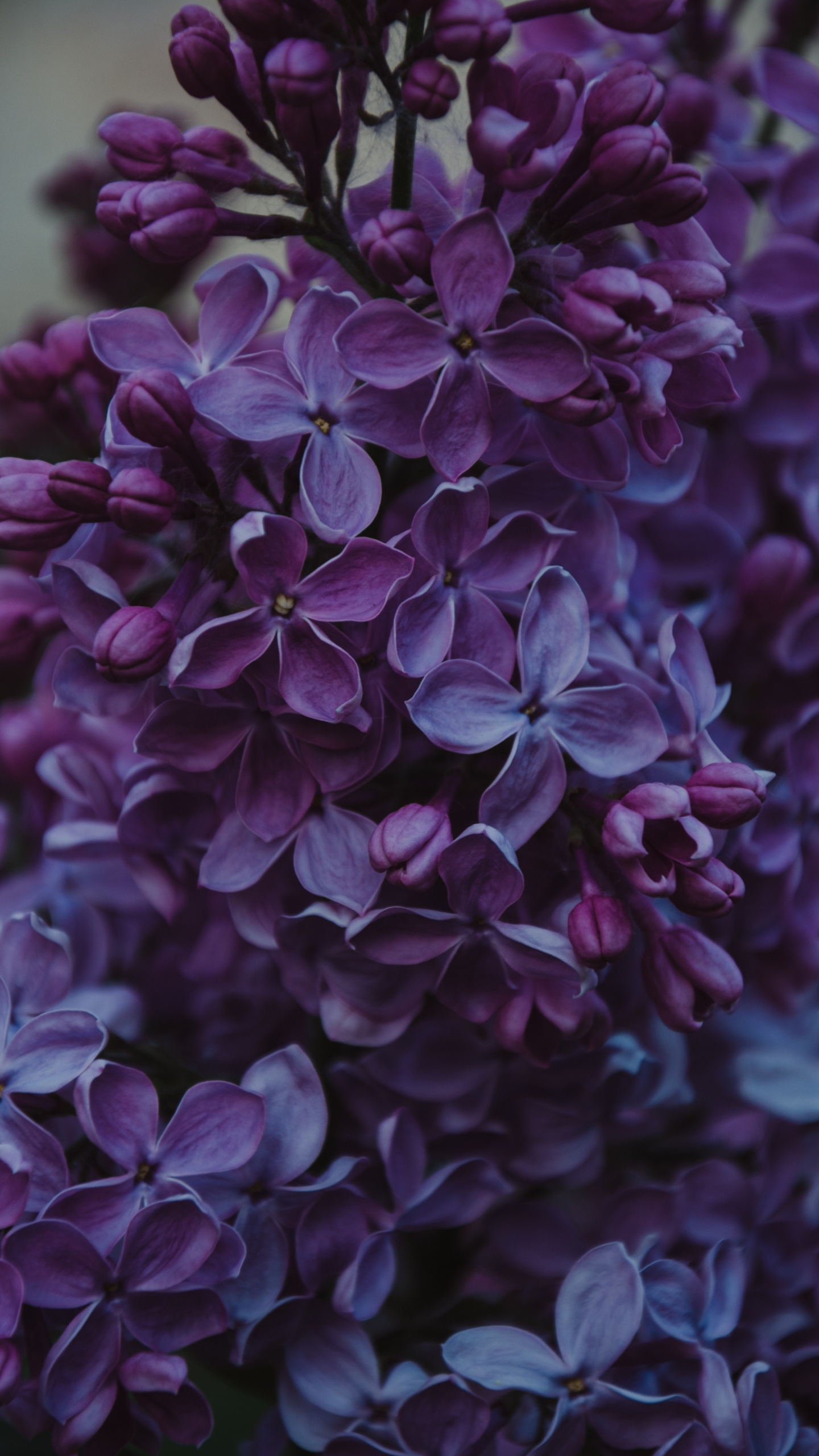Purple Flowers in Tilt Shift Lens. Wallpaper in 1440x2560 Resolution