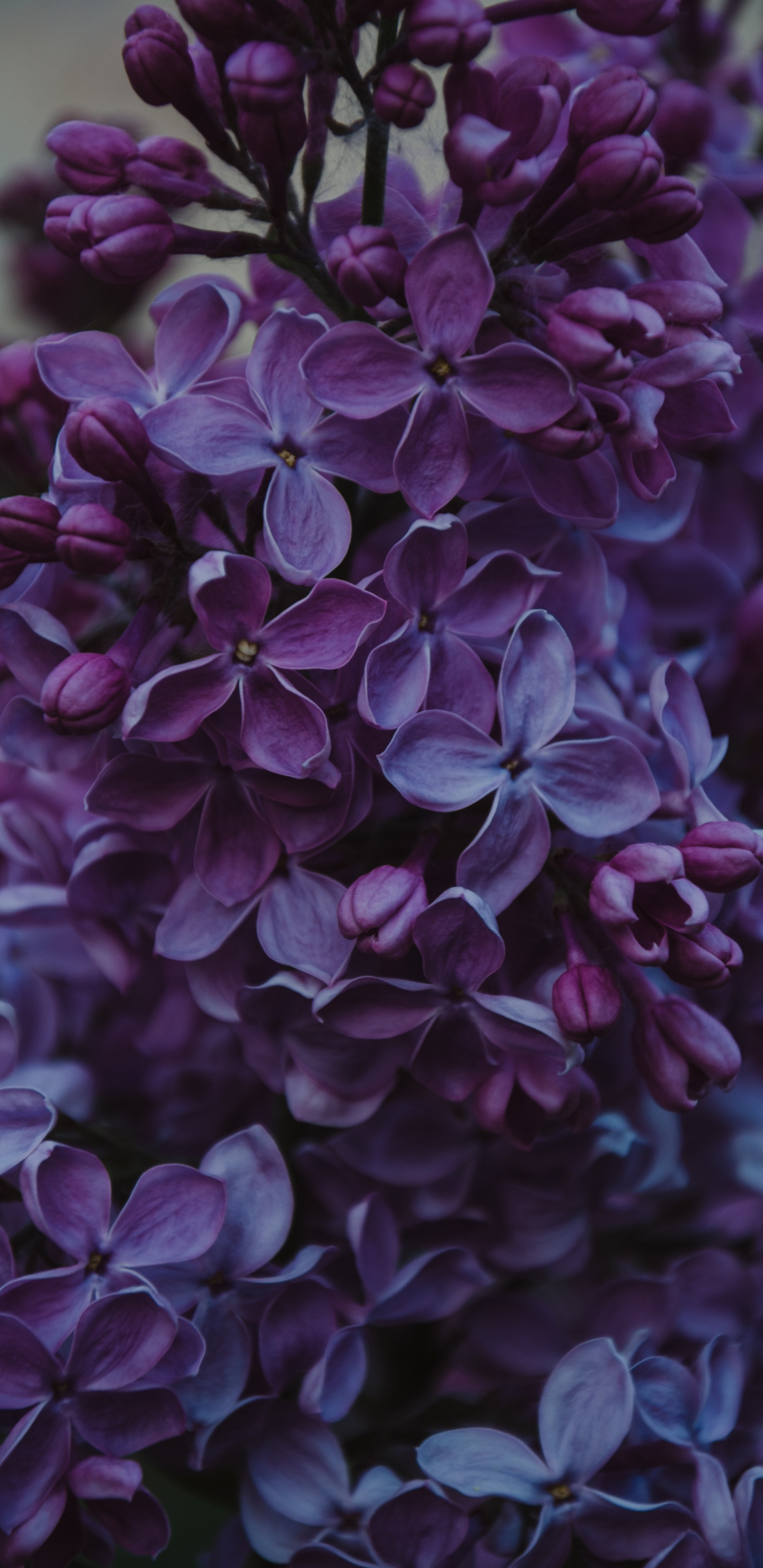 Purple Flowers in Tilt Shift Lens. Wallpaper in 1440x2960 Resolution