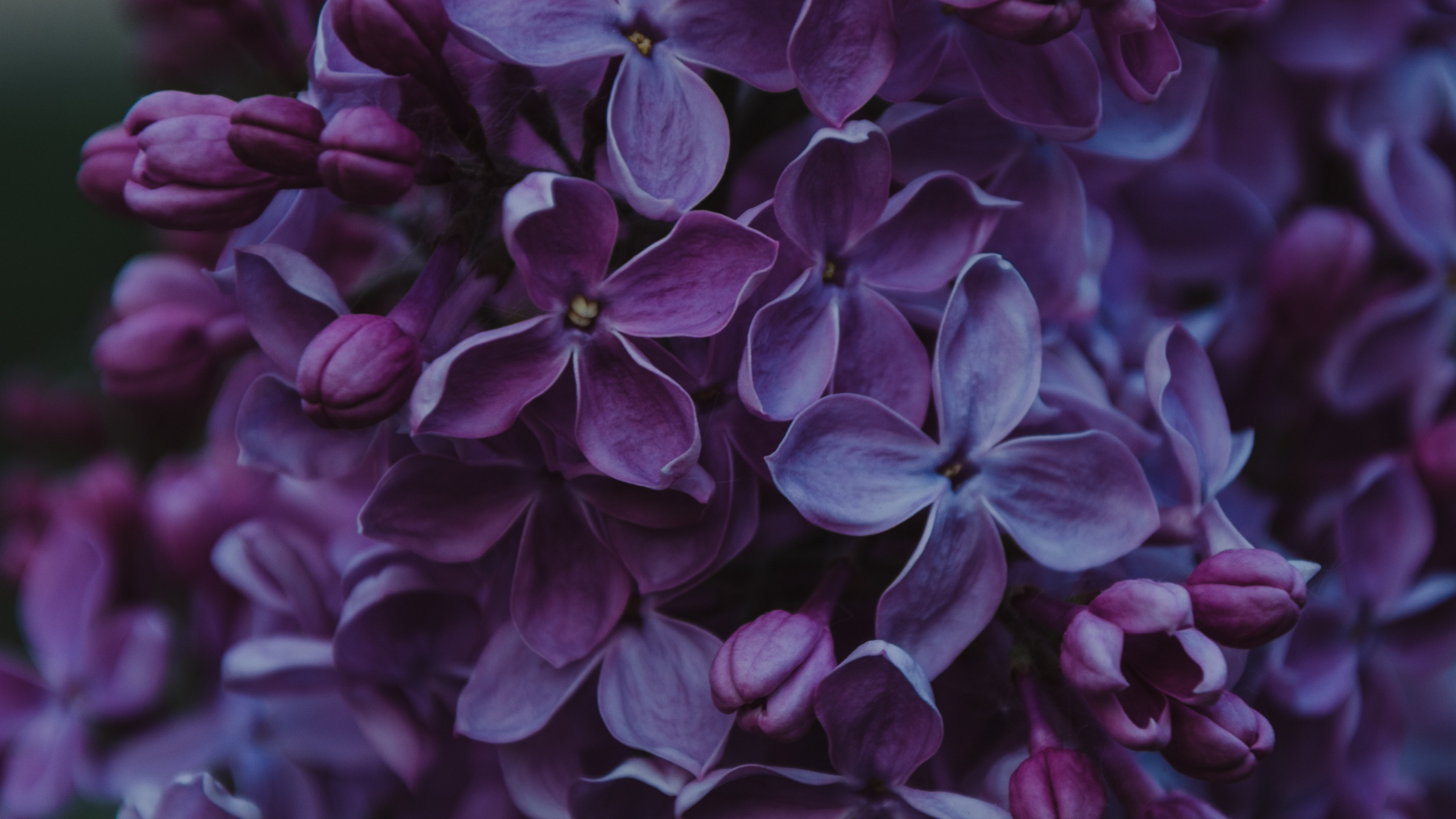 Purple Flowers in Tilt Shift Lens. Wallpaper in 2560x1440 Resolution