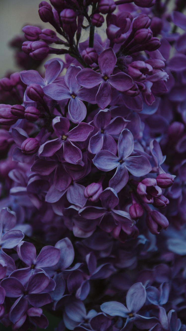 Purple Flowers in Tilt Shift Lens. Wallpaper in 750x1334 Resolution