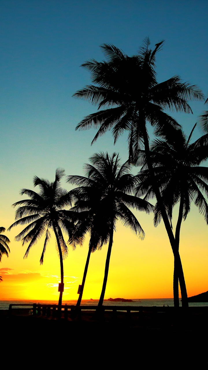 Palmeras Durante la Hora Dorada. Wallpaper in 720x1280 Resolution