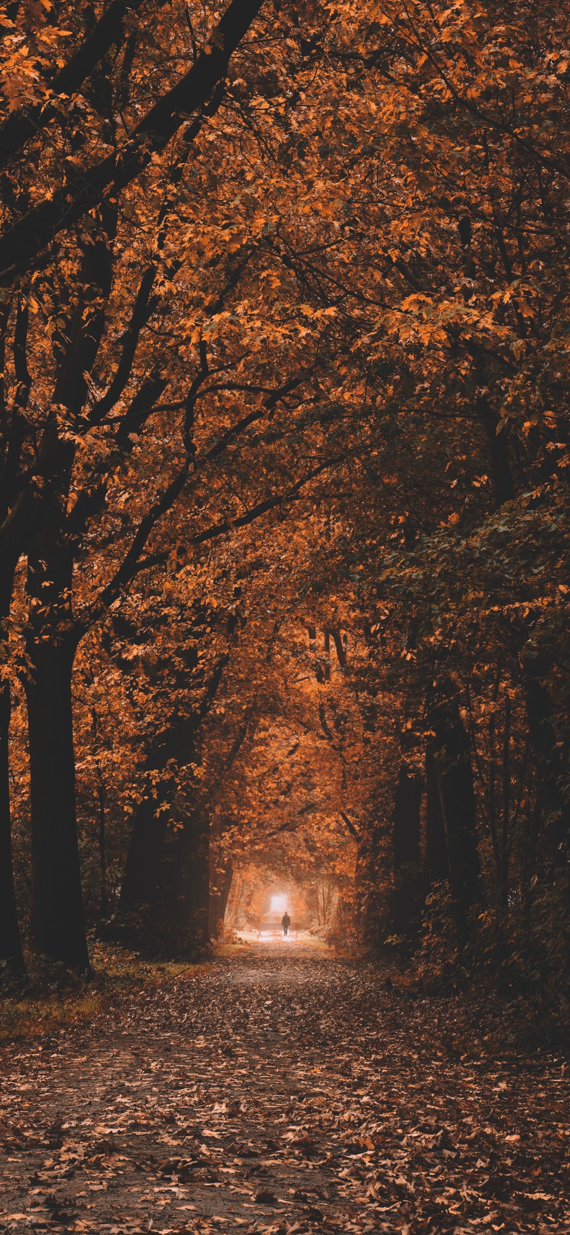 Environnement Naturel, Paysage Naturel, Feuilles Caduques, Hashtag, Woodland. Wallpaper in 1125x2436 Resolution