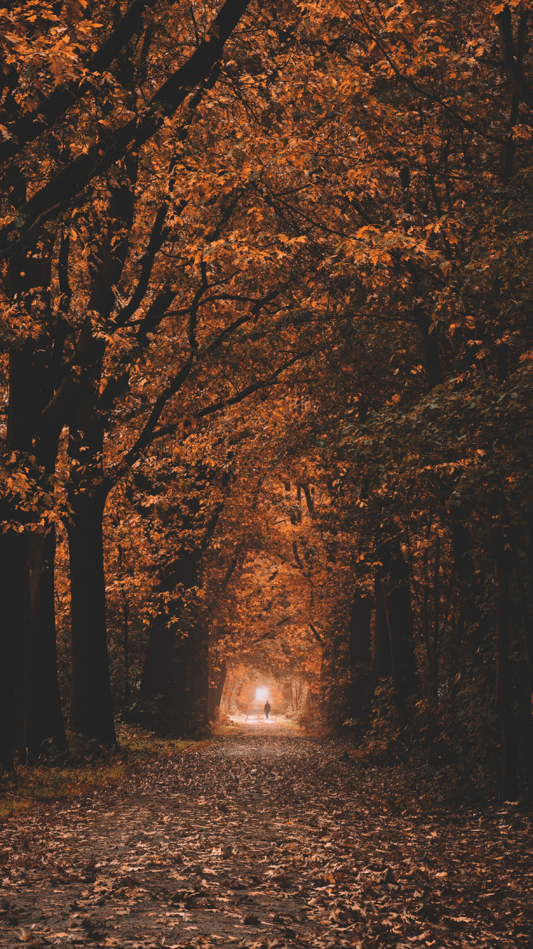 Environnement Naturel, Paysage Naturel, Feuilles Caduques, Hashtag, Woodland. Wallpaper in 750x1334 Resolution