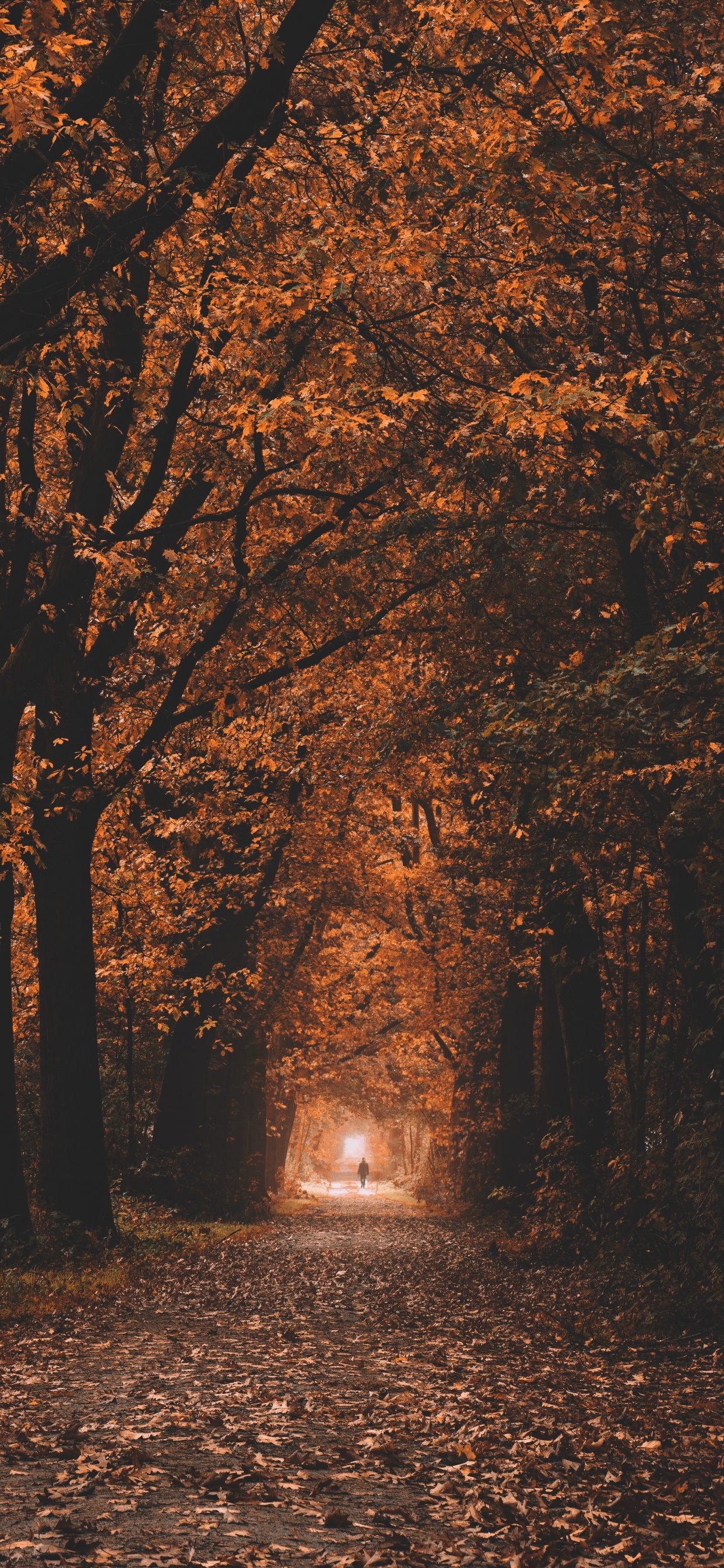 Natural Environment, Natural Landscape, Deciduous, Hashtag, Woodland. Wallpaper in 1242x2688 Resolution