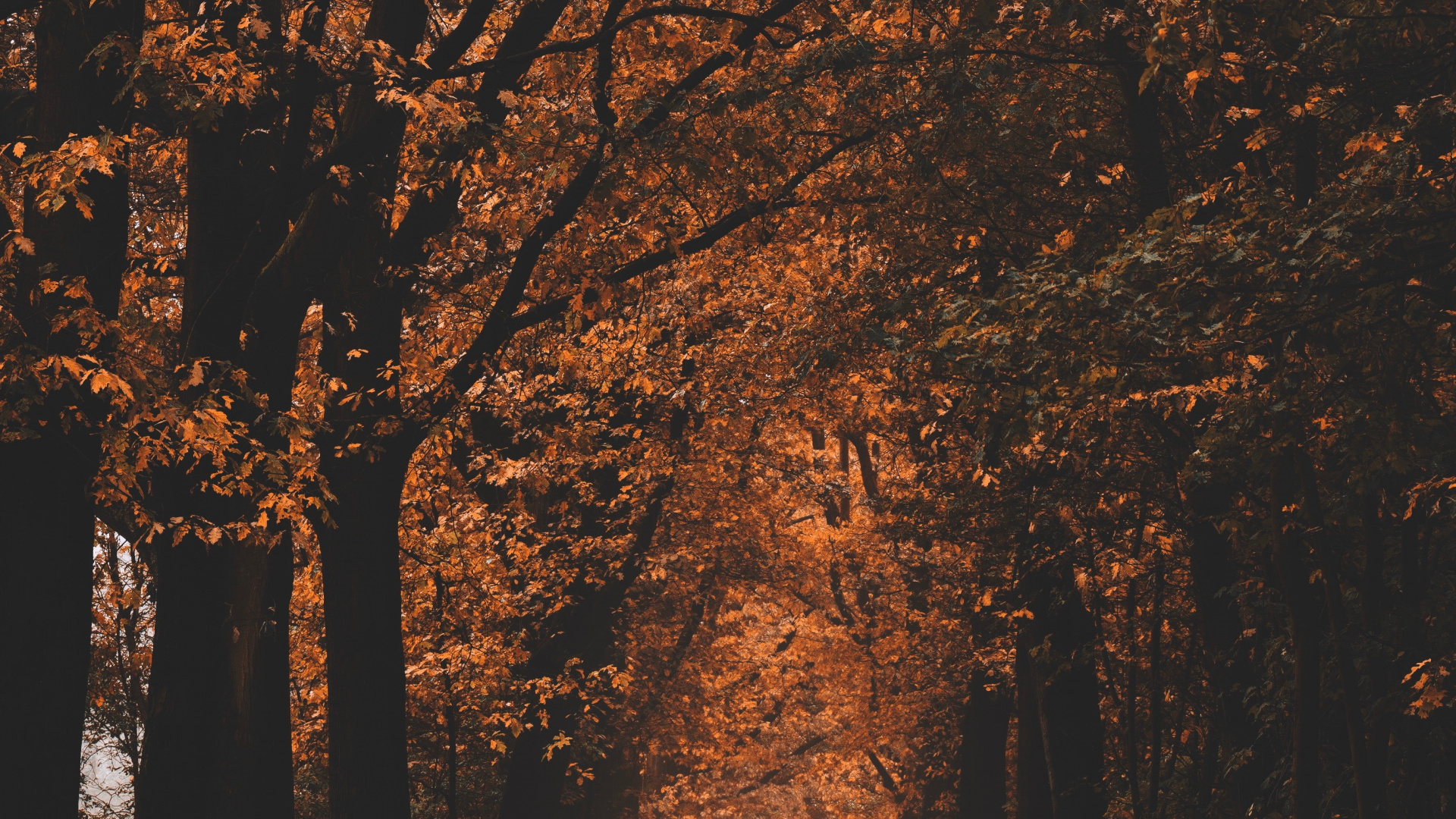 Natural Environment, Natural Landscape, Deciduous, Hashtag, Woodland. Wallpaper in 1920x1080 Resolution