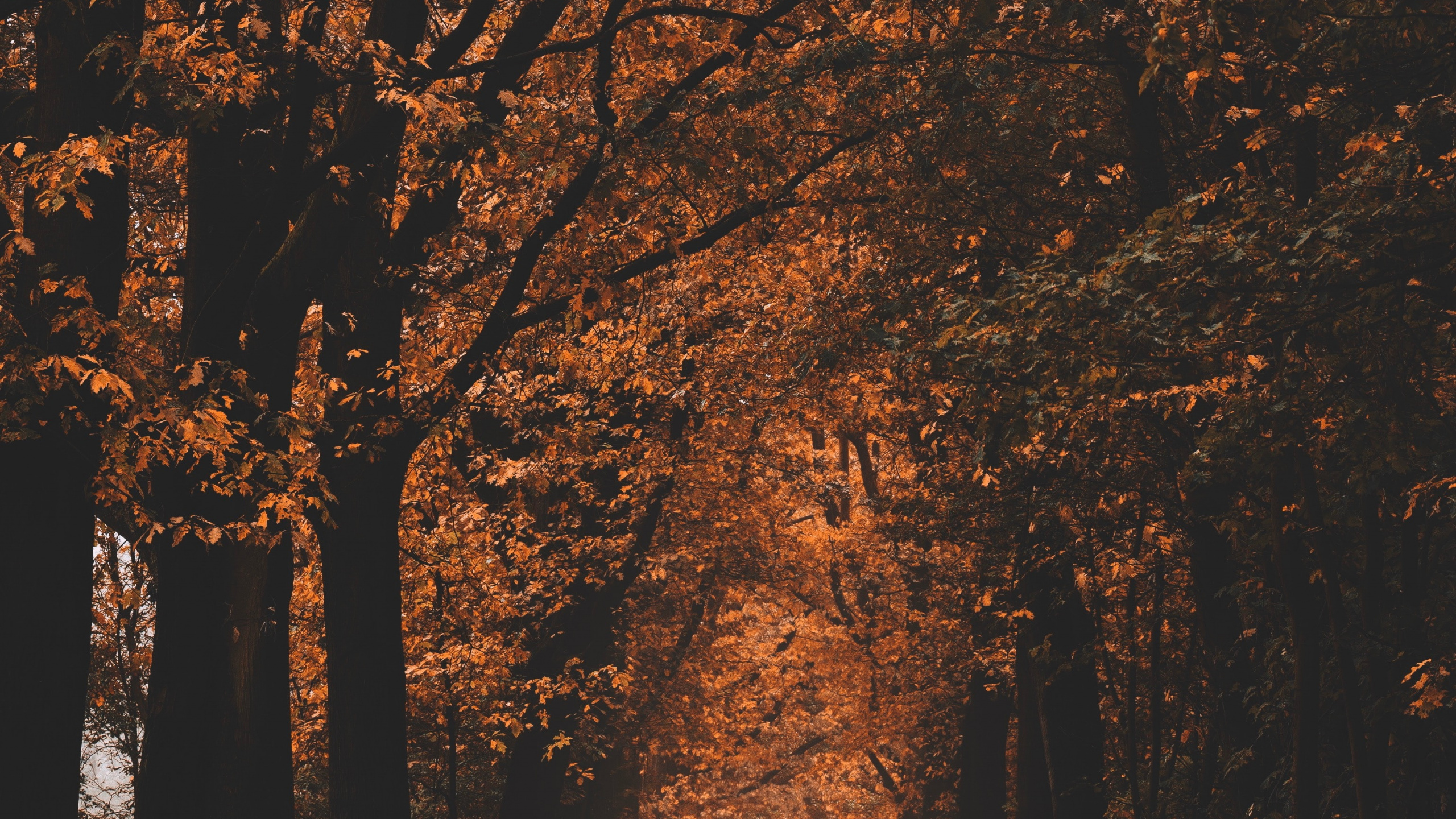 Natural Environment, Natural Landscape, Deciduous, Hashtag, Woodland. Wallpaper in 2560x1440 Resolution