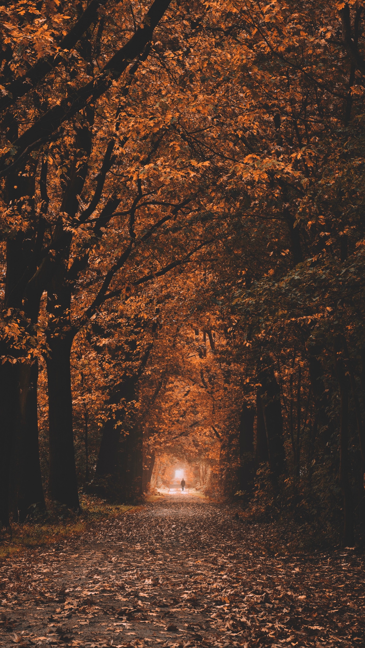 Natürlichen Umgebung, Naturlandschaft, Laub, Hashtag, Baum. Wallpaper in 1440x2560 Resolution