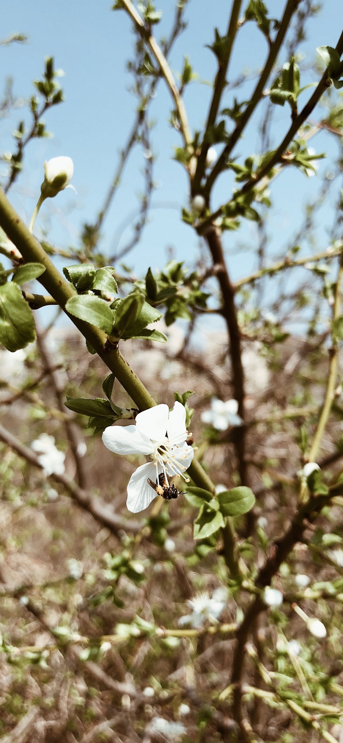 Download 1125x2436 Wallpaper Flora, Blackthorn, Science, Physics, Branch Flora, Blackthorn, Science, Physics, Branch. Wallpaper in 1125x2436 Resolution